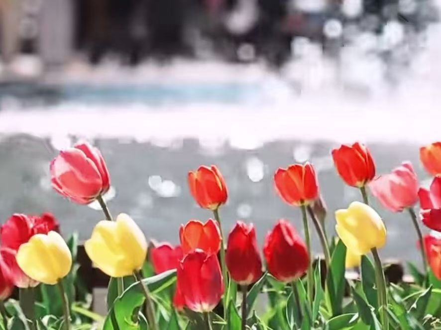 校园春景｜镜头取景框里CUC的春天