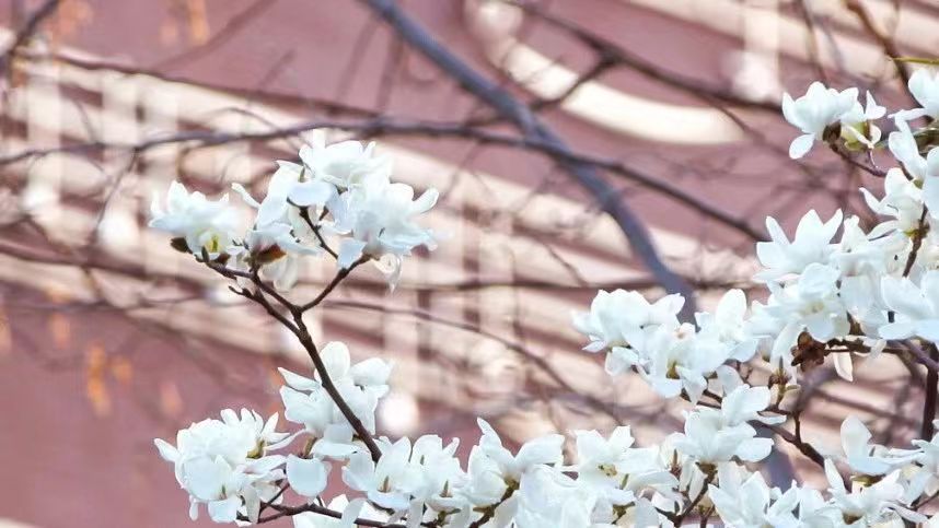 三月日历｜中国传媒大学校友会祝海内外校友三月快乐！